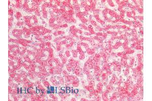 ABIN5539723 (5µg/ml) staining of paraffin embedded Human Liver. (FGA anticorps  (Internal Region))