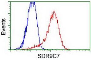 Image no. 2 for anti-Short Chain Dehydrogenase/reductase Family 9C, Member 7 (SDR9C7) (AA 1-313) antibody (ABIN1490738)