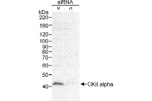 Western Blotting (WB) image for anti-Casein Kinase 2 alpha 1 (CSNK2A1) (AA 1-50) antibody (ABIN7452878) (CSNK2A1/CK II alpha anticorps  (AA 1-50))