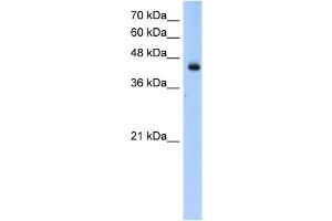 WB Suggested Anti-ACADL Antibody Titration:  0. (ACADL anticorps  (N-Term))