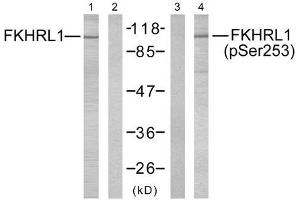 Western blot analysis of extracts from NIH/3T3 cells using FKHRL1 (Ab-253) antibody (Lane 1 and 2) and FKHRL1 (phospho-Ser253) antibody (Lane 3 and 4). (FOXO3 anticorps  (pSer253))