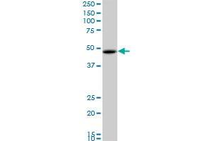 RBMS1 monoclonal antibody (M02), clone M1.
