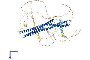 AlphaFold protein structure predicition of Human Recombinant BIN2 Protein, UniprotID Q9UBW5