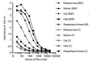 ELISA image for anti-Cytochrome P450 1A (CYP1A) antibody (ABIN108738) (CYP1A anticorps)