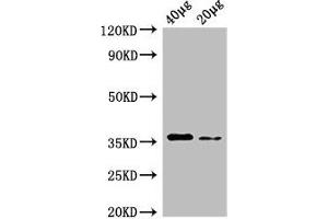 Western Blot Positive WB detected in: Rosseta bacteria lysate at 40 μg, 20 μg All lanes: dcyD antibody at 0. (DcyD anticorps  (AA 2-328) (Biotin))