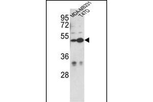 Western blot analysis of CEP55 Antibody (N-term) (ABIN652526 and ABIN2842354) in MDA-M, T47D cell line lysates (35 μg/lane). (CEP55 anticorps  (N-Term))