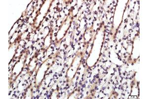 Paraformaldehyde-fixed, paraffin embedded rat kidney, Antigen retrieval by boiling in sodium citrate buffer (pH6.