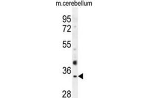 Western Blotting (WB) image for anti-Olfactory Receptor, Family 51, Subfamily I, Member 1 (OR51I1) antibody (ABIN2995744) (OR51I1 anticorps)