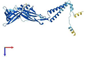 AlphaFold protein structure predicition of Mouse Recombinant P2rx4 Protein, UniprotID Q9JJX6