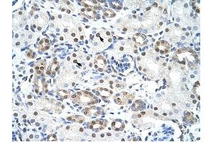 LSM2 antibody was used for immunohistochemistry at a concentration of 4-8 ug/ml to stain Epithelial cells of renal tubule (arrows) in Human Kidney. (LSM2 anticorps)