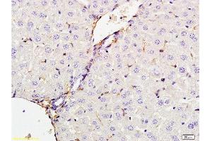 Formalin-fixed and paraffin embedded rat liver tissue labeled with Anti-CXCL13 Polyclonal Antibody, Unconjugated  at 1:200 followed by conjugation to the secondary antibody and DAB staining (CXCL13 anticorps  (AA 23-109))