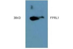 Western Blotting (WB) image for anti-Formyl Peptide Receptor 2 (FPR2) (AA 181-192) antibody (ABIN452645) (FPR2 anticorps  (AA 181-192))