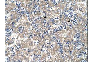 Image no. 1 for anti-BRICK1, SCAR/WAVE Actin-Nucleating Complex Subunit (BRK1) (C-Term) antibody (ABIN341474)