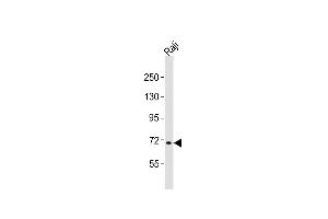 anti-F-Box and WD Repeat Domain Containing 7 (FBXW7) (AA 177-208), (N-Term) antibody