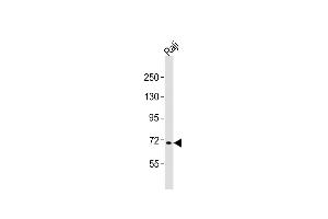 Anti-FBXW7 Antibody (N-term)at 1:2000 dilution + Raji whole cell lysates Lysates/proteins at 20 μg per lane. (FBXW7 anticorps  (N-Term))
