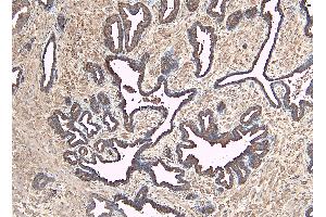 ABIN184638 (8µg/ml) staining of paraffin embedded Human Prostate. (DUSP1 anticorps  (C-Term))