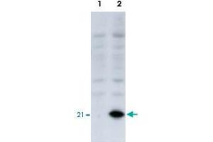 Identification of the EID1 protein by EID1 monoclonal antibody, clone #2  by western blotteing. (EID1 anticorps  (AA 1-19))