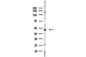 anti-RasGEF Domain Family, Member 1B (RASGEF1B) (C-Term) antibody