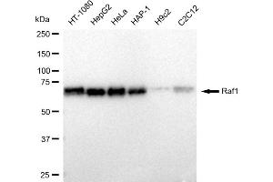 Western blotting analysis using Raf1 antibody (ABIN7800800). (Recombinant RAF1 anticorps)