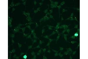 Immunofluorescence (IF) image for anti-Mitogen-Activated Protein Kinase 1/3 (MAPK1/3) (phosphospecific) antibody (ABIN870326) (ERK1/2 anticorps  (phosphospecific))