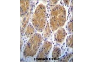 RS2 Antibody (Center) (ABIN391806 and ABIN2837974) immunohistochemistry analysis in formalin fixed and paraffin embedded human stomach tissue followed by peroxidase conjugation of the secondary antibody and DAB staining.