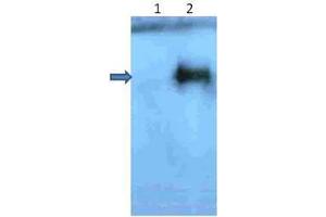 Western Blot of Rabbit Anti-beta Amyloid pyro E3 antibody.