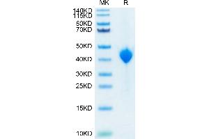 Cynomolgus Nectin-4 on Tris-Bis PAGE under reduced conditions.