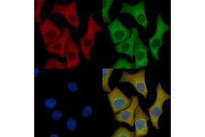 FGFR1/2 Mouse Monoclonal Antibody staining HepG2 cells by IF/ICC. (FGFR1/FGFR2 anticorps)