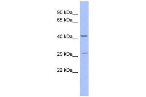 WB Suggested Anti-ZNF575 Antibody Titration:  0. (ZNF575 anticorps  (N-Term))