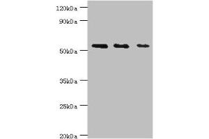 Western blot All lanes: TGF-beta-activated kinase 1 and MAP3K7-binding protein 1 antibody at 7 μg/mL Lane 1: K562 whole cell lysate Lane 2: Hela whole cell lysate Lane 3: Mouse heart tissue Secondary Goat polyclonal to rabbit IgG at 1/10000 dilution Predicted band size: 55, 50 kDa Observed band size: 55 kDa
