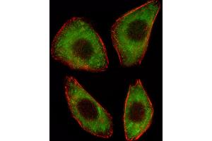 Fluorescent image of A549 cell stained with TCF25 Antibody (N-term). (TCF25 anticorps  (N-Term))