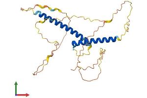 AlphaFold protein structure predicition of Human Recombinant OLIG1 Protein, UniprotID Q8TAK6