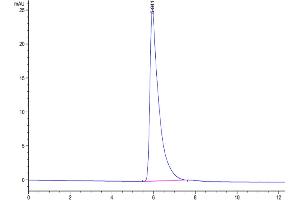 The purity of Human SIRP alpha V2/CD172a is greater than 95 % as determined by SEC-HPLC. (SIRP AlphaV2 (AA 31-369) protein (Fc Tag))