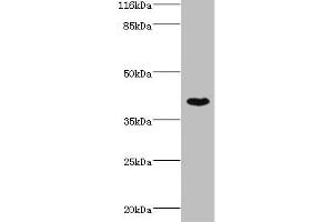 Western blot All lanes: SETD7 antibody at 4 μg/mL + MCF-7 whole cell lysate Secondary Goat polyclonal to rabbit IgG at 1/10000 dilution Predicted band size: 41 kDa Observed band size: 41 kDa (SETD7 anticorps  (AA 1-218))