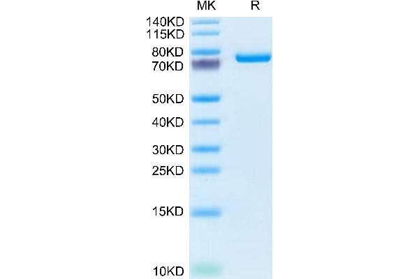 SEMA7A Protein (AA 45-646) (His tag)