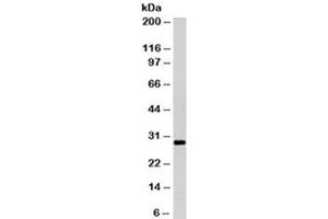 Western blot testing of Ramos cell lysate with HLA-DRB1 antibody (clone LN3). (HLA-DRB1 anticorps)