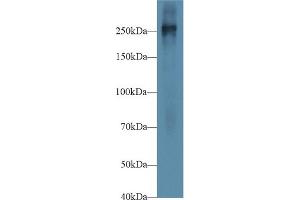 Western Blot; Sample: Mouse Placenta lysate; Primary Ab: 1µg/ml Rabbit Anti-Mouse FN Antibody Second Ab: 0. (Fibronectin anticorps  (AA 2117-2236))