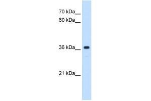 WB Suggested Anti-MAS1 Antibody Titration:  0. (MAS1 anticorps  (Middle Region))