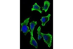 Immunofluorescence analysis of Hela cells using GAB2 mouse mAb (green). (GAB2 anticorps  (AA 332-476))
