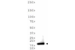 Western Blot of Rabbit Anti-Histone H3 [ac Lys9] Antibody.