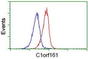Image no. 3 for anti-Mab-21-Like 3 (MAB21L3) antibody (ABIN1497031) (MAB21L3 anticorps)