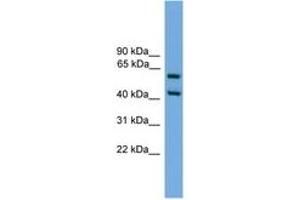 Image no. 1 for anti-E74-Like Factor 3 (Ets Domain Transcription Factor, Epithelial-Specific) (ELF3) (AA 201-250) antibody (ABIN6746138)