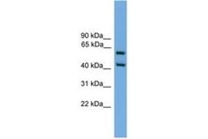 Image no. 1 for anti-E74-Like Factor 3 (Ets Domain Transcription Factor, Epithelial-Specific) (ELF3) (AA 201-250) antibody (ABIN6746138) (ELF3 anticorps  (AA 201-250))