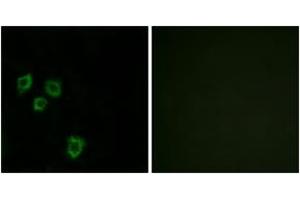 Immunofluorescence analysis of HepG2 cells, using MUC16 Antibody. (MUC16 anticorps  (AA 13311-13360))