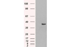 HEK293 overexpressing SNX16 (ABIN5364935) and probed with ABIN184967 (mock transfection in first lane). (SNX16 anticorps  (N-Term))