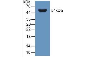 Figure. (GLTP anticorps  (AA 2-209))