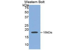 Western Blotting (WB) image for anti-Bone Morphogenetic Protein 15 (BMP15) (AA 266-388) antibody (ABIN1858150)