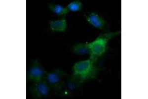 Image no. 3 for anti-Kallikrein 8 (KLK8) antibody (ABIN1498964)
