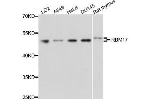 Western blot analysis of extracts of various cell lines, using RBM17 antibody (ABIN5971667) at 1/1000 dilution. (RBM17 anticorps)