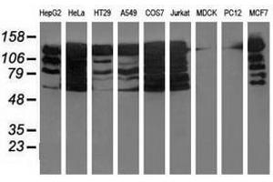 Image no. 1 for anti-Budding Uninhibited By Benzimidazoles 1 Homolog beta (Yeast) (BUB1B) antibody (ABIN1496997) (BUB1B anticorps)